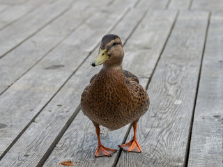 Fototapeta premium Mallard duck at dock