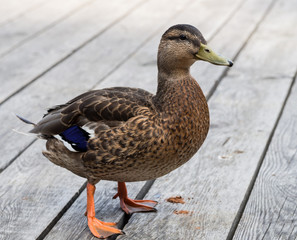 Mallard duck at dock
