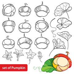 Fototapeta premium Vector set with outline Pumpkin with flower and ornate leaf in black isolated on white background. Contour Pumpkin vegetable for Thanksgiving day decor, autumn design, Halloween or coloring book.