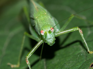 Grasshopper close up