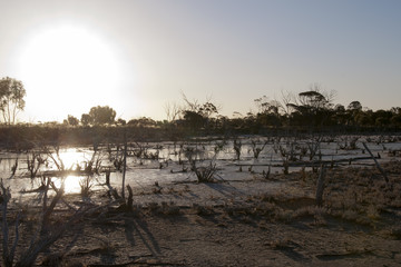 Fototapeta na wymiar Hyden Australia, view of salt lake with submerged dead trees in the late afternoon