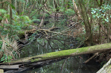 Australian Sub Tropical Rainforest