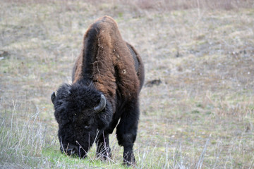 Bison