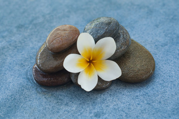 Fototapeta na wymiar white flower between stones for massage treatment on blue table background.
