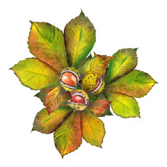 Chestnut leaves composition. Watercolor on white background.