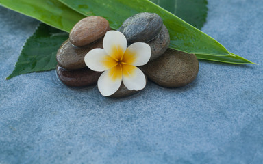 Fototapeta na wymiar spa tropical flower between stones for massage salon on blue background.