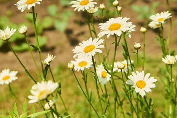 Fototapeta premium chamomile
