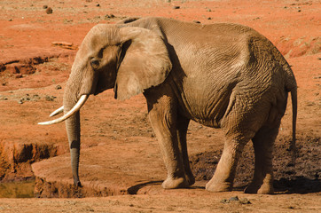 Elefant