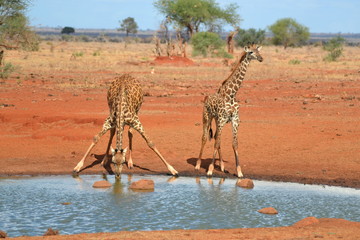 Giraffen am Wasserloch