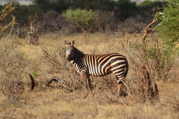 Zebra