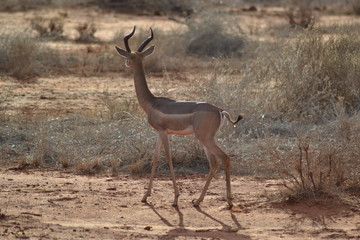 Giraffenhals Antilope