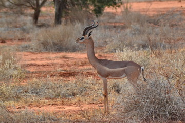 Giraffenhals Antilope