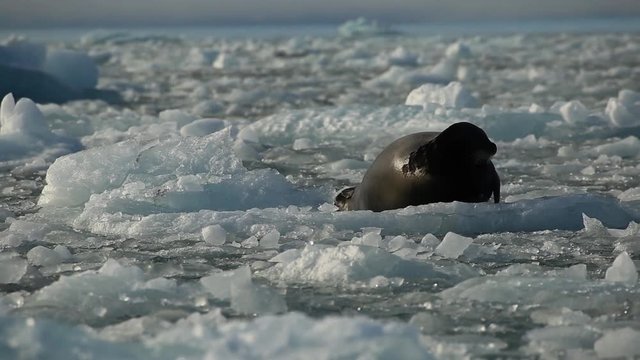 Harp seal on ice berg.