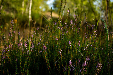 Heide, Natur, Grün, Wiese, Blüte, Sommer, Leben, live, nature, summer, forrest, color, green