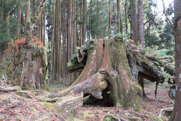 Old pine trees growing in Taiwan