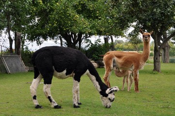 Alpaca