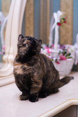 kitten cat scottish straight, lop-eared fluffy, animal tree