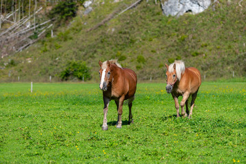 Naklejka na ściany i meble Two brown horses grasing on meadow