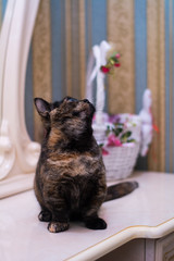 kitten cat scottish straight, lop-eared fluffy, animal tree