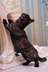 kitten cat scottish straight, lop-eared fluffy, animal tree