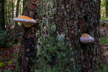 Fototapeta premium Mushroom on tree with dew drops, bark covered with green moss