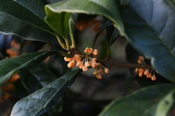 Fragrant olive