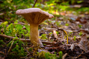 Mushroom on forest floor, close up