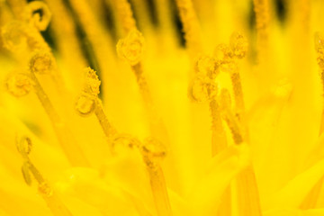 Dandelion Pollen