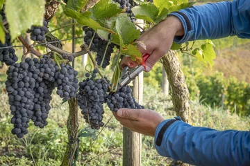 Fotobehang a vineyard red grapes harvest © magann