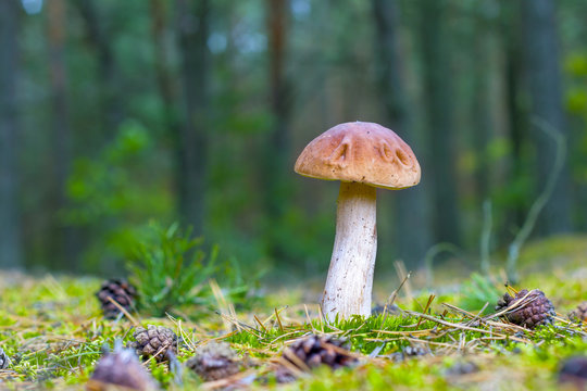 boletus in moss forest