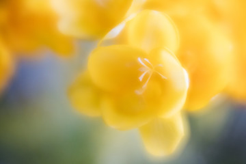 Glowing Yellow Flower