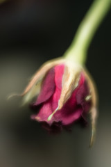 Wilting Rose