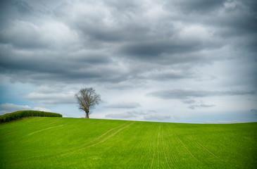 Lone Tree, Dark Sky