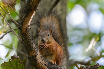 Red squirrel in park
