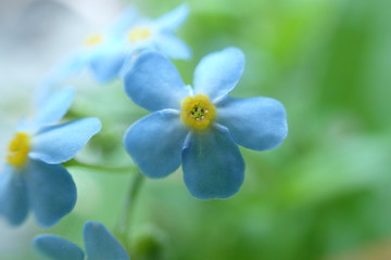 Fototapeta na wymiar Small blue flowers close-up