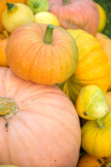Photo from top of harvest of orange pumpkins
