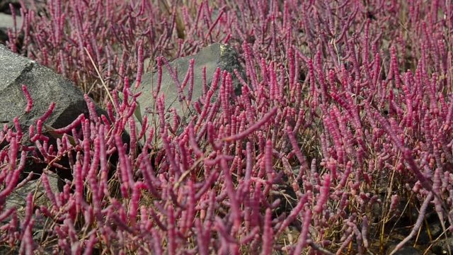 Purple Glasswort, Common glasswort growing in saltmarsh. Sea herbs and halophytes plants. Plants growing in saline environments. Salicornia europaea