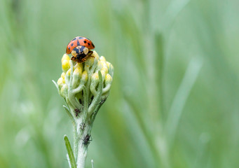 Ladybird hunting Aphids