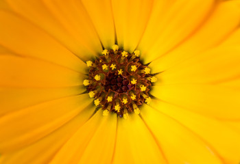 Orange Flower Center Close up