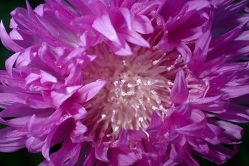 Beautiful violet flower close-up