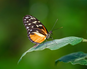 Fototapeta na wymiar Butterfly (Tiger Longwing Heliconius Hecale)