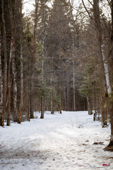 Image of snow trail and trees in forest
