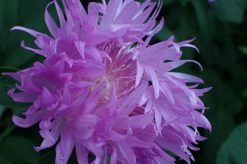 Beautiful violet flower close-up