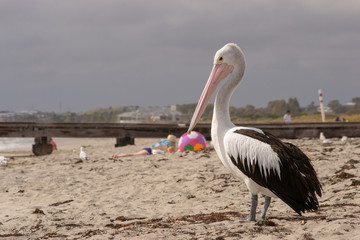 Pelican on the beach