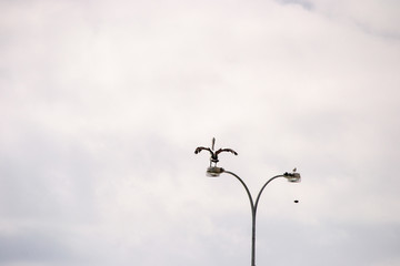 Pelicans flying and fighting