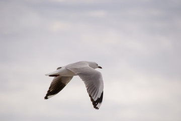 A seagull on the beach
