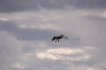 Pelicans flying and fighting