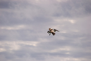 Pelicans flying and fighting