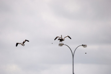 Pelicans flying and fighting