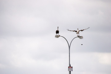 Pelicans flying and fighting
